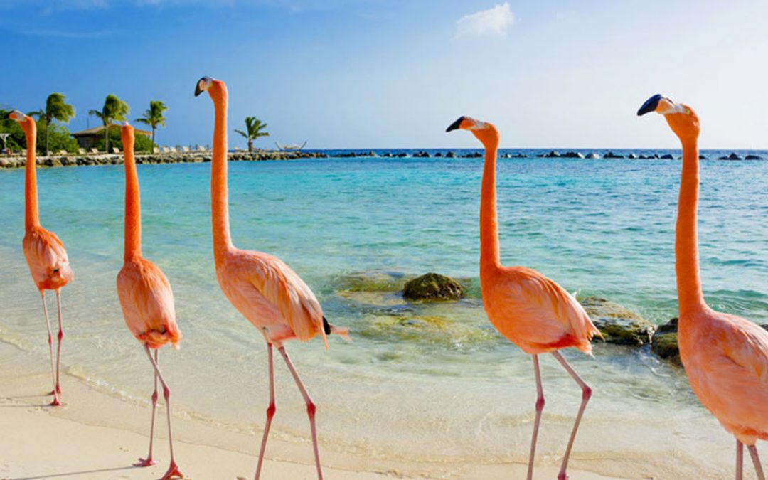 La Vivace Aruba